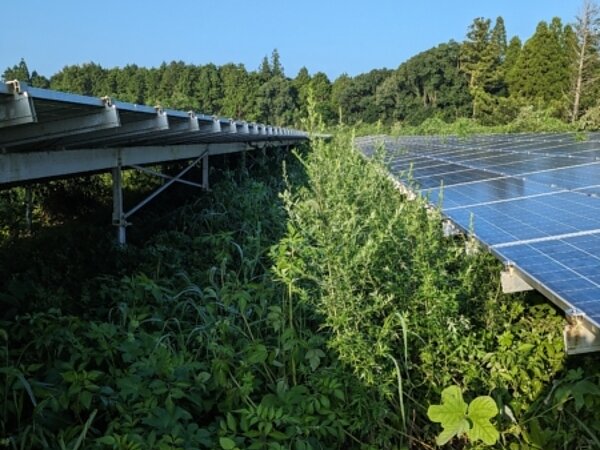 豊後大野発電所除草作業終了の画像